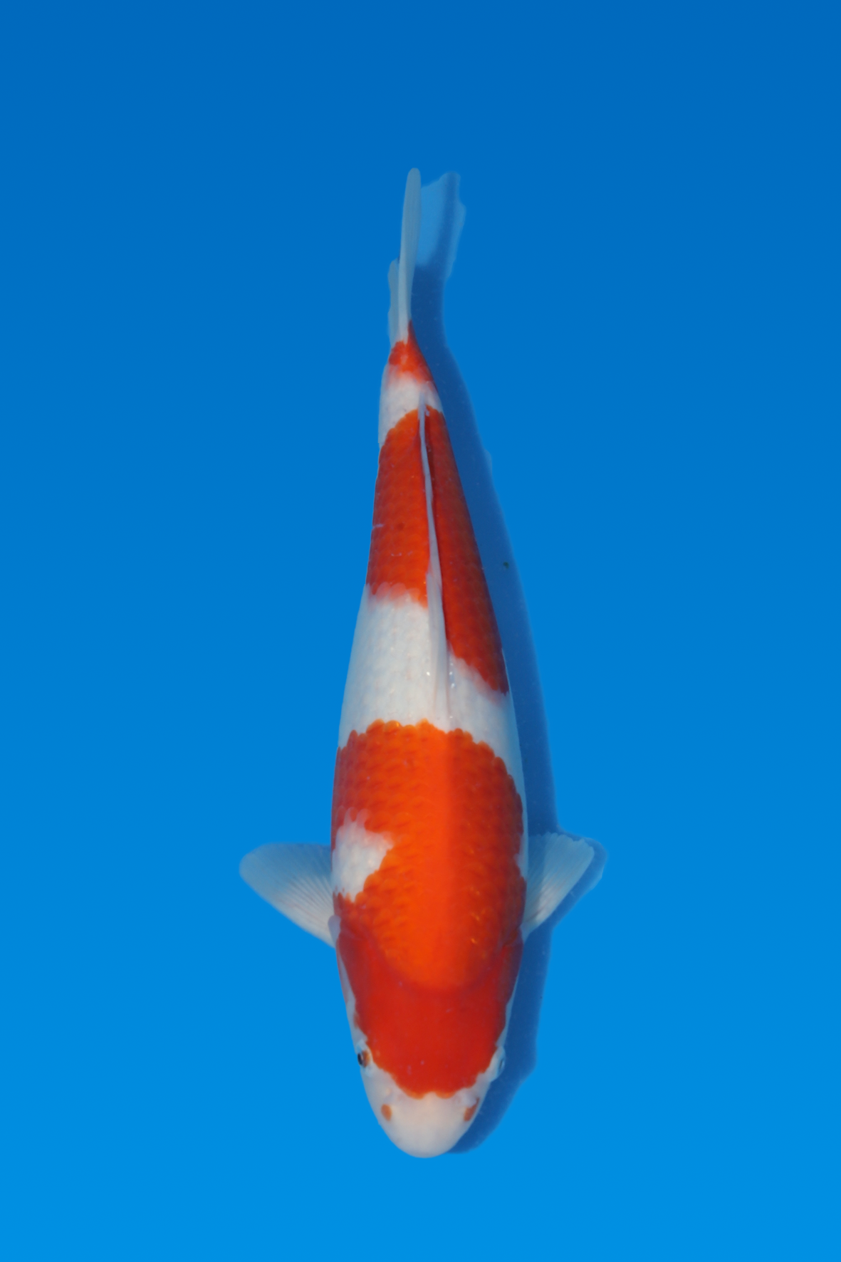 Kohaku