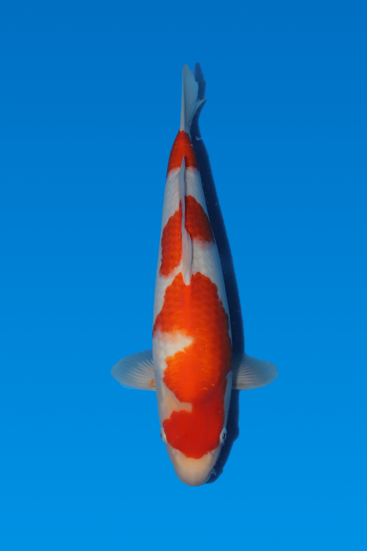 Kohaku